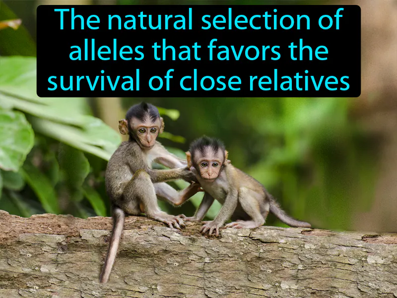 Kin Selection Definition