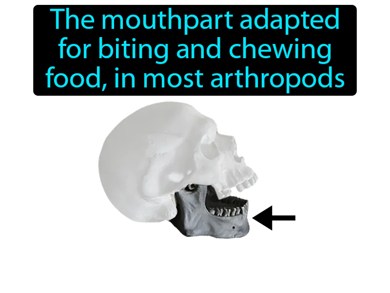 Mandible Definition Mandible Definition