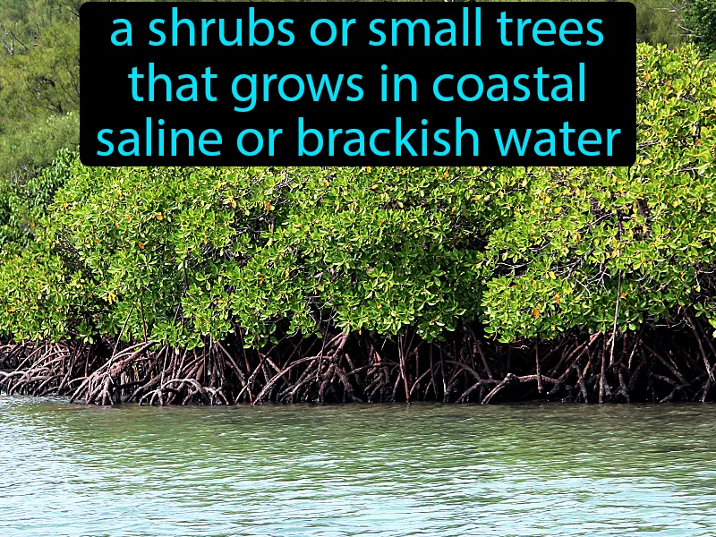 Mangroves Definition Mangroves Definition