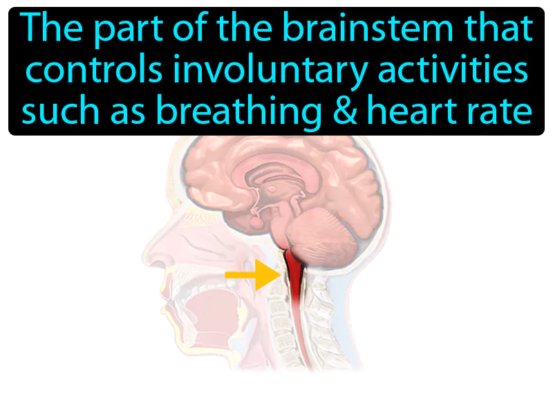 Medulla Oblongata Definition