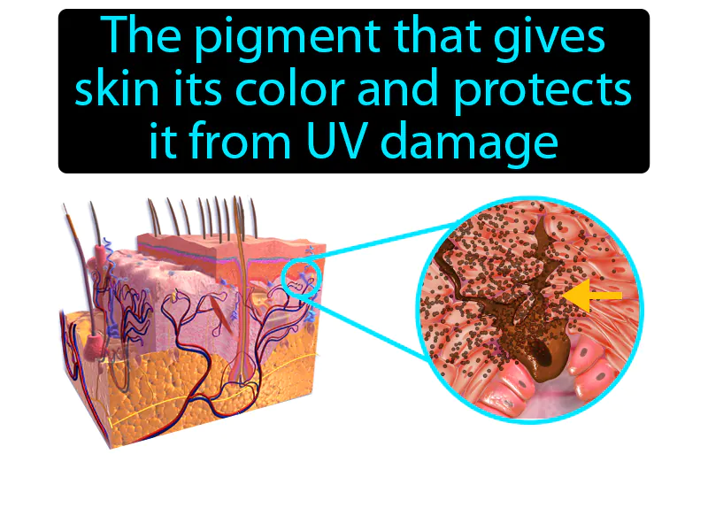 Melanin Definition Melanin Definition