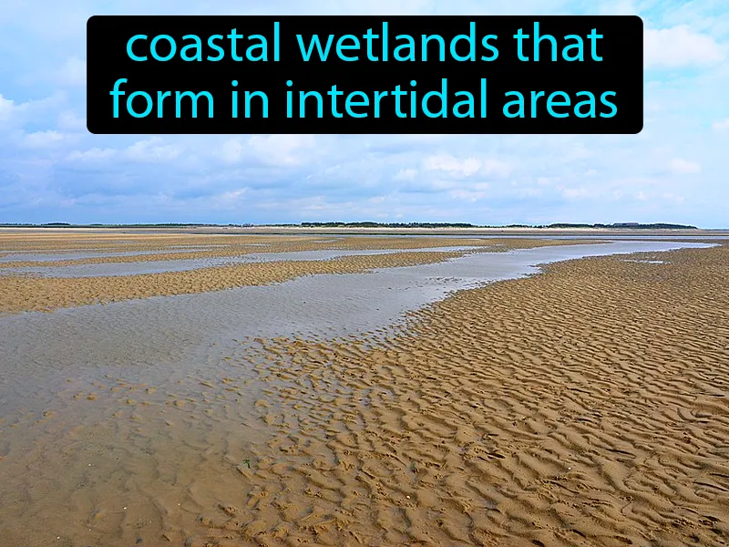 Mudflats Definition Mudflats Definition