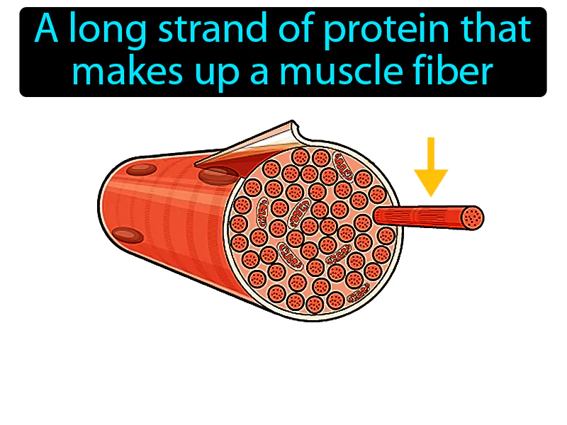 Myofibril Definition Myofibril Definition