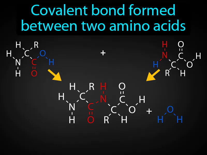 Peptide Bond Definition