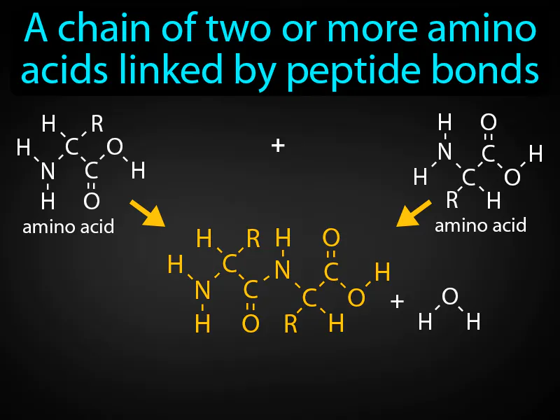 Peptide Definition
