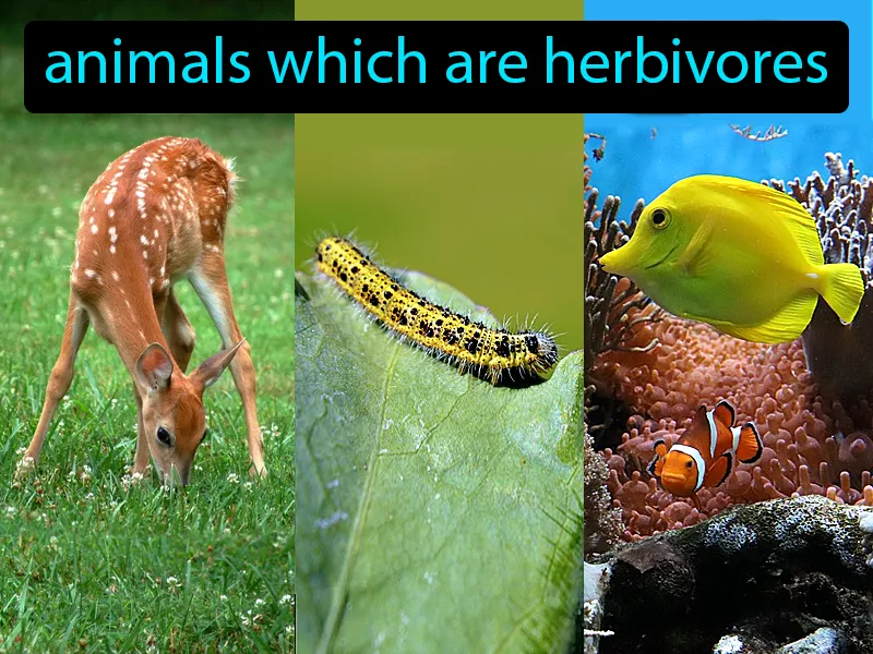 Primary Consumers Definition