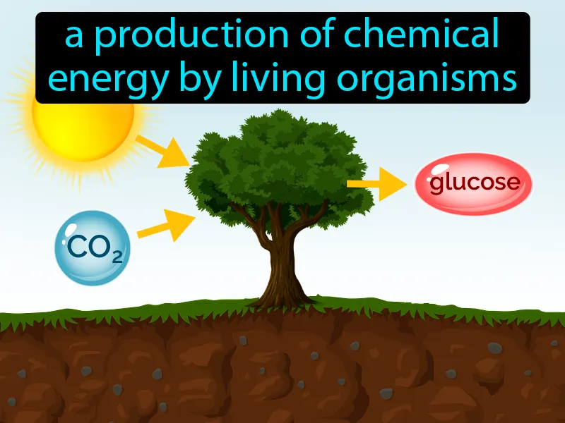 Primary Productivity Definition