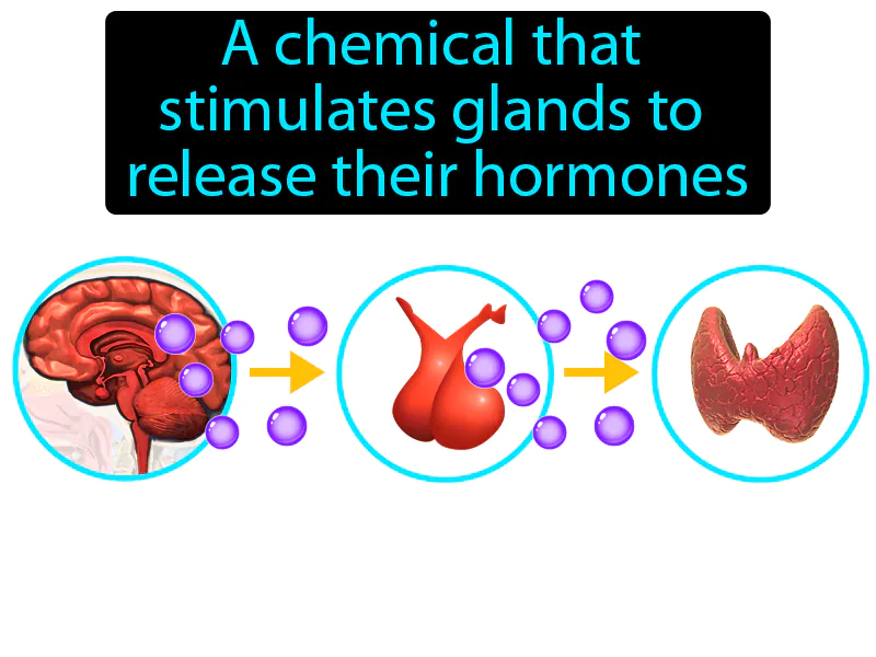 Releasing Hormone Definition Releasing Hormone Definition