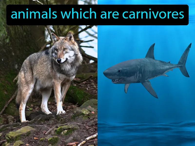 Secondary Consumers Definition