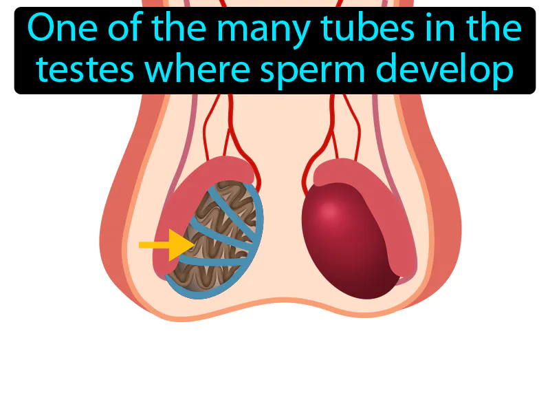 Seminiferous Tubule Definition Seminiferous Tubule Definition