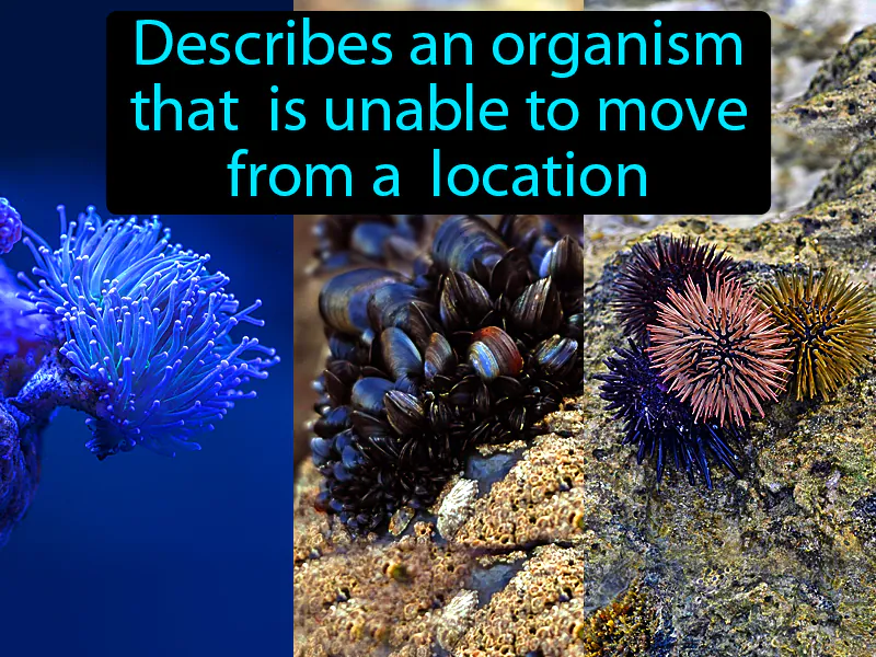 Sessile Definition Sessile Definition