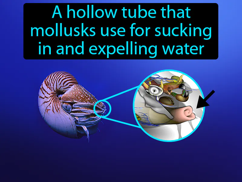 Siphon Definition Siphon Definition