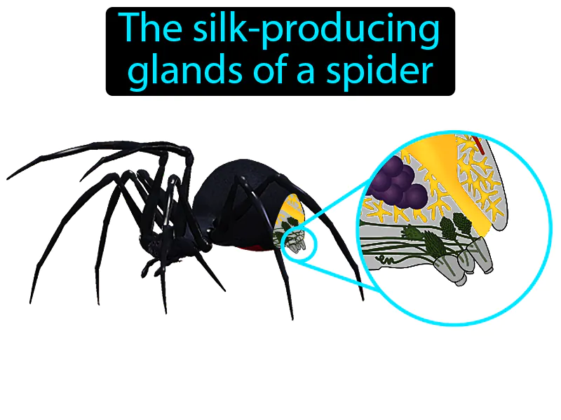 Spinneret Definition