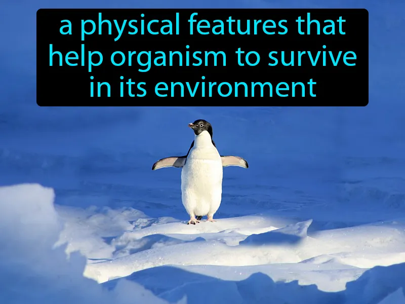 Structural Adaptation Definition