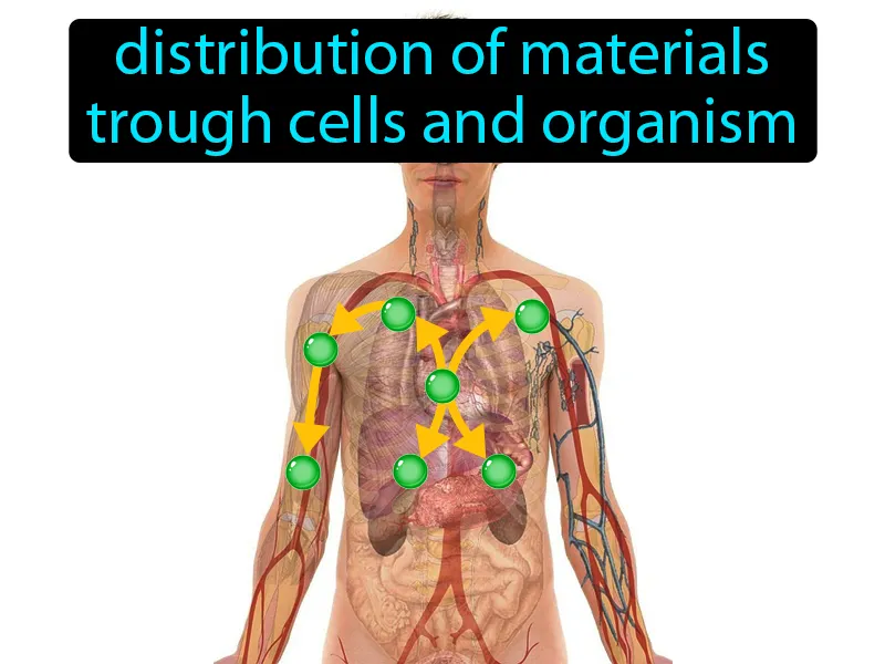 Transport Definition