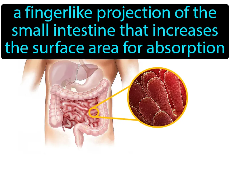 Villus Definition Villus Definition