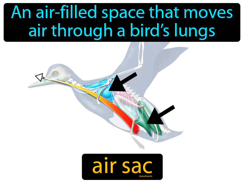 Air Sac Definition Air Sac Definition