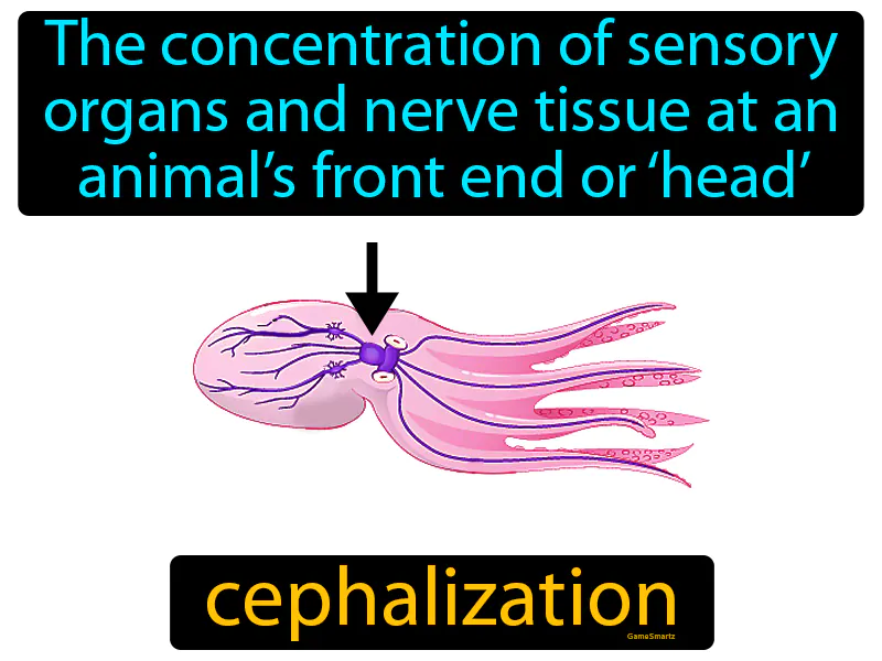 Cephalization Definition Cephalization Definition