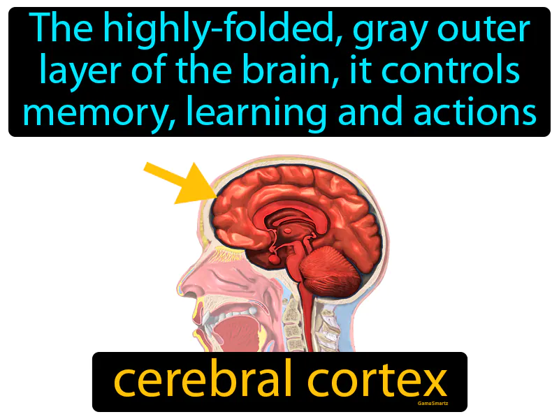 Cerebral Cortex Definition Cerebral Cortex Definition