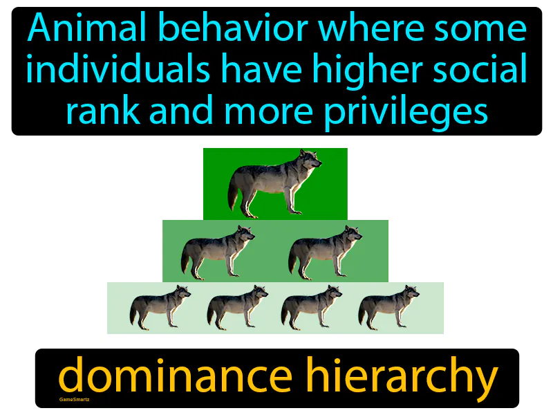 Dominance Hierarchy Definition Dominance Hierarchy Definition