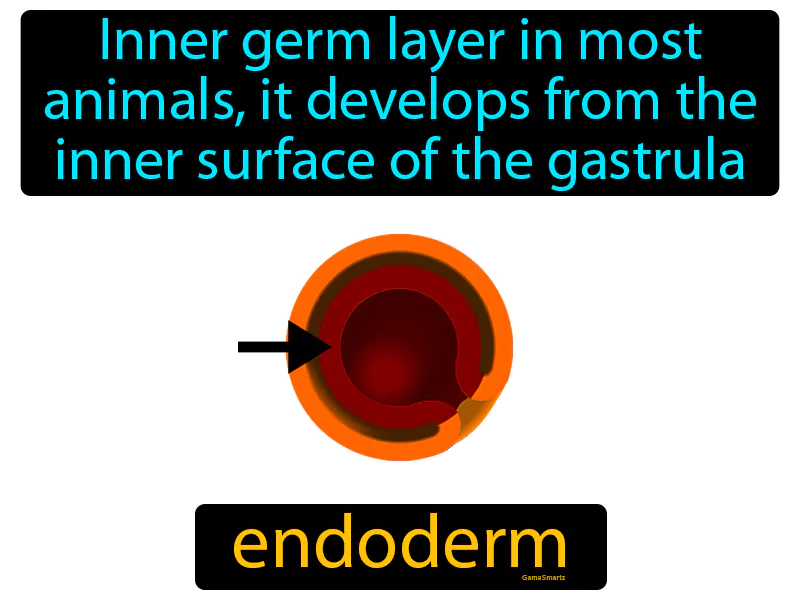 Endoderm Definition Endoderm Definition