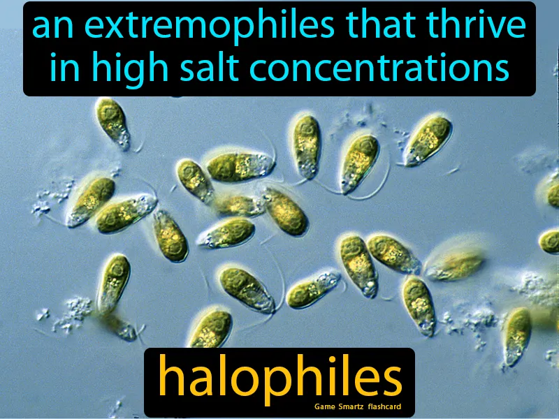 Halophiles Definition Halophiles Definition