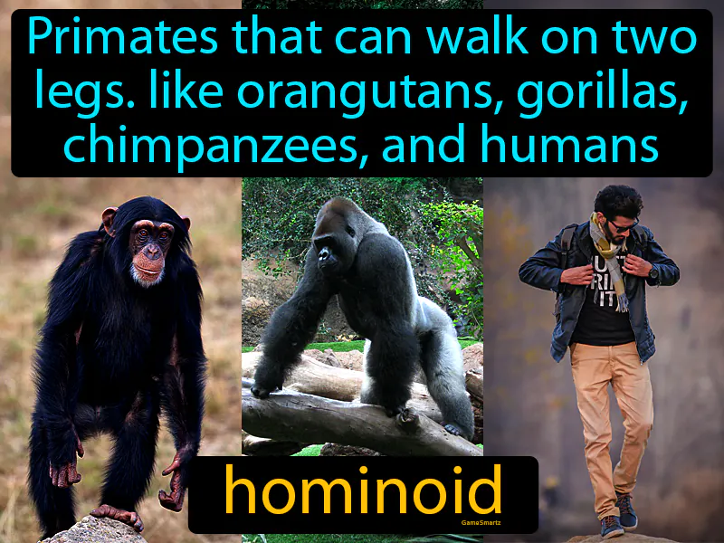 Hominoid Definition Hominoid Definition