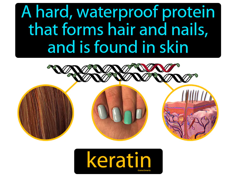 Keratin Definition Keratin Definition