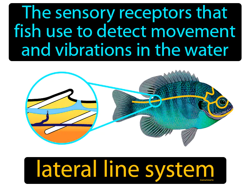 Lateral Line System Definition Lateral Line System Definition