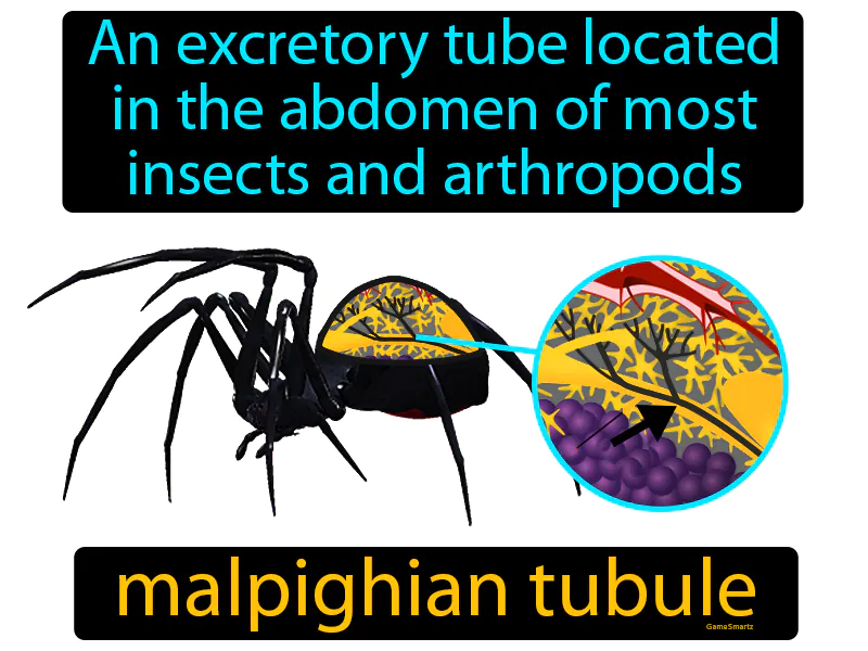 Malpighian Tubule Definition Malpighian Tubule Definition