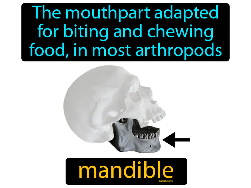 Mandible Definition Mandible Definition