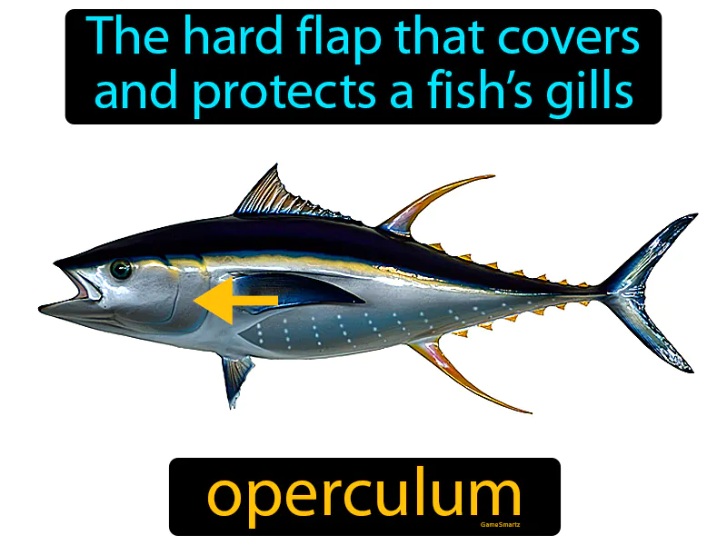 Operculum Definition Operculum Definition