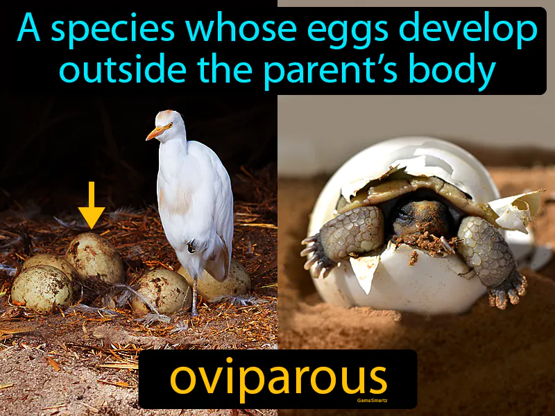 Oviparous Definition Oviparous Definition