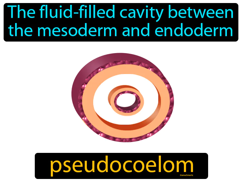 Pseudocoelom Definition Pseudocoelom Definition
