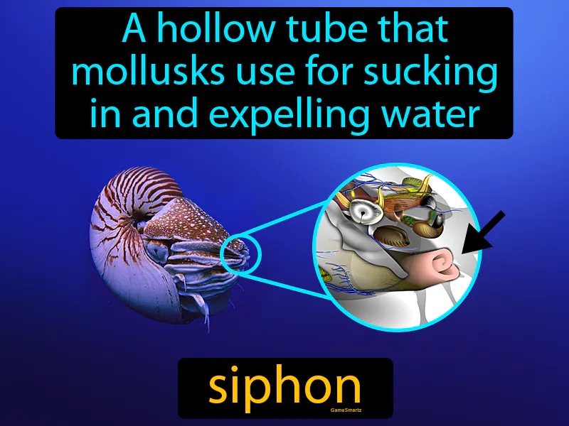 Siphon Definition Siphon Definition