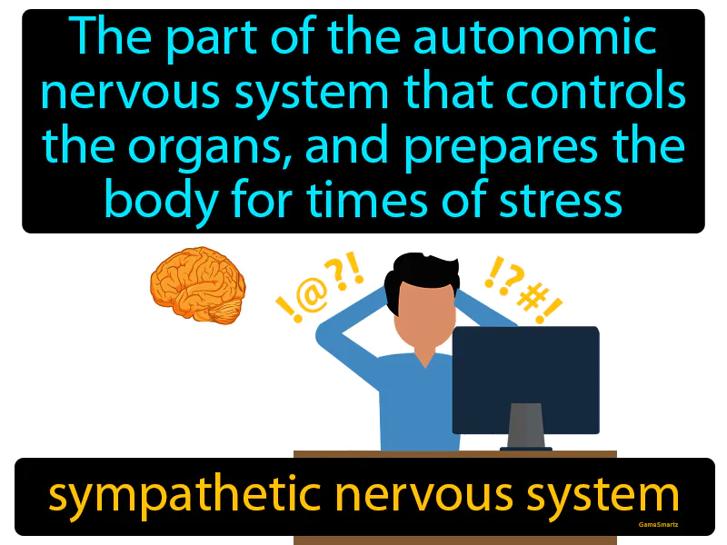 Sympathetic Nervous System Definition Sympathetic Nervous System Definition