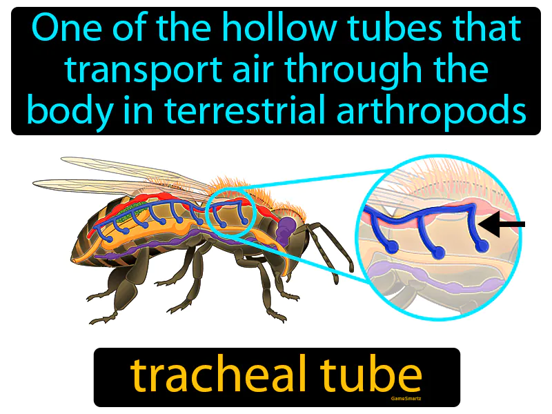 Tracheal Tube Definition Tracheal Tube Definition