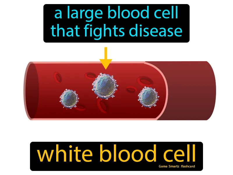 White Blood Cell Definition White Blood Cell Definition