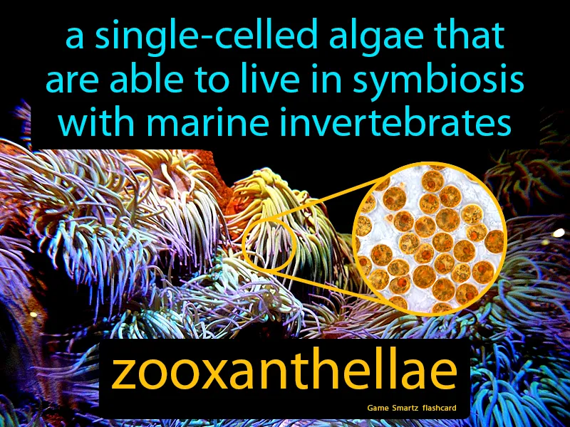 Zooxanthellae Definition Zooxanthellae Definition