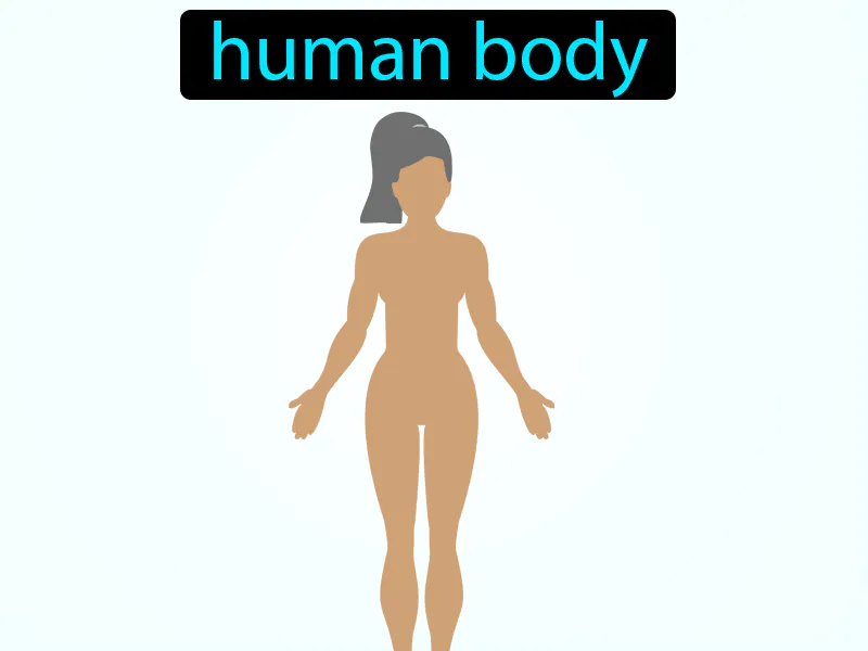 El Cuerpo Humano Definition